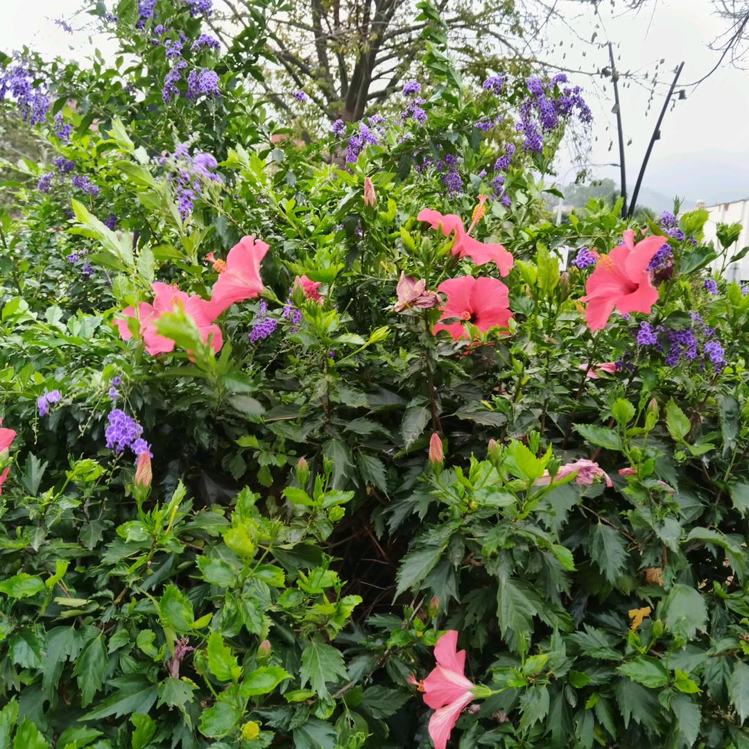 ￡蜻蜓