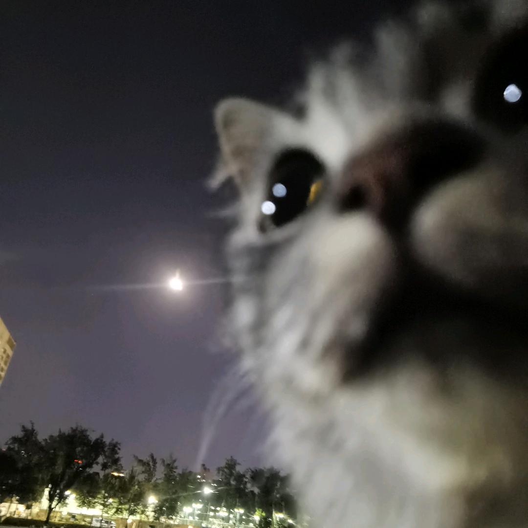 千千不是猫头鹰
