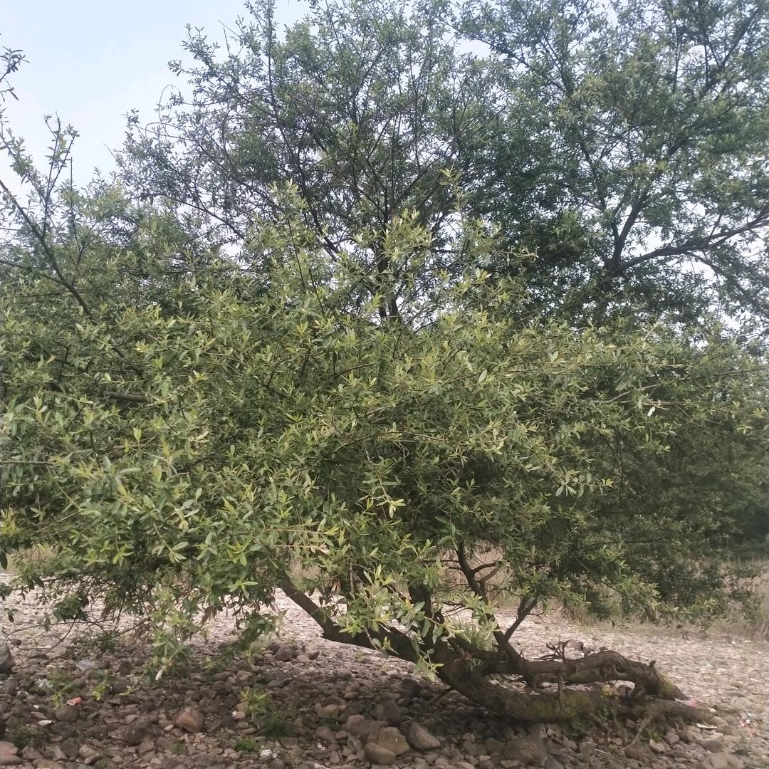 🦚🦋阳光🌷☘明媚🍎🥬