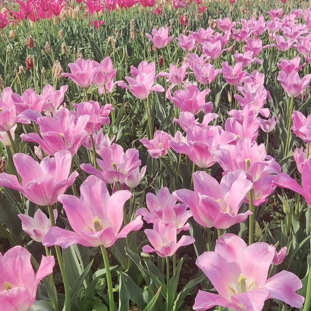 姐🌹的脾气不好🌹