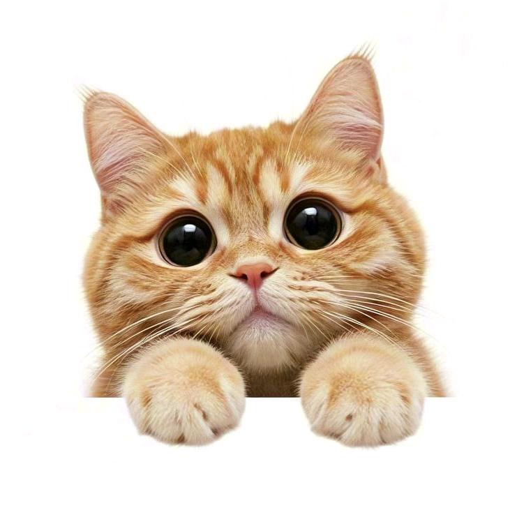 荔枝同学和同学