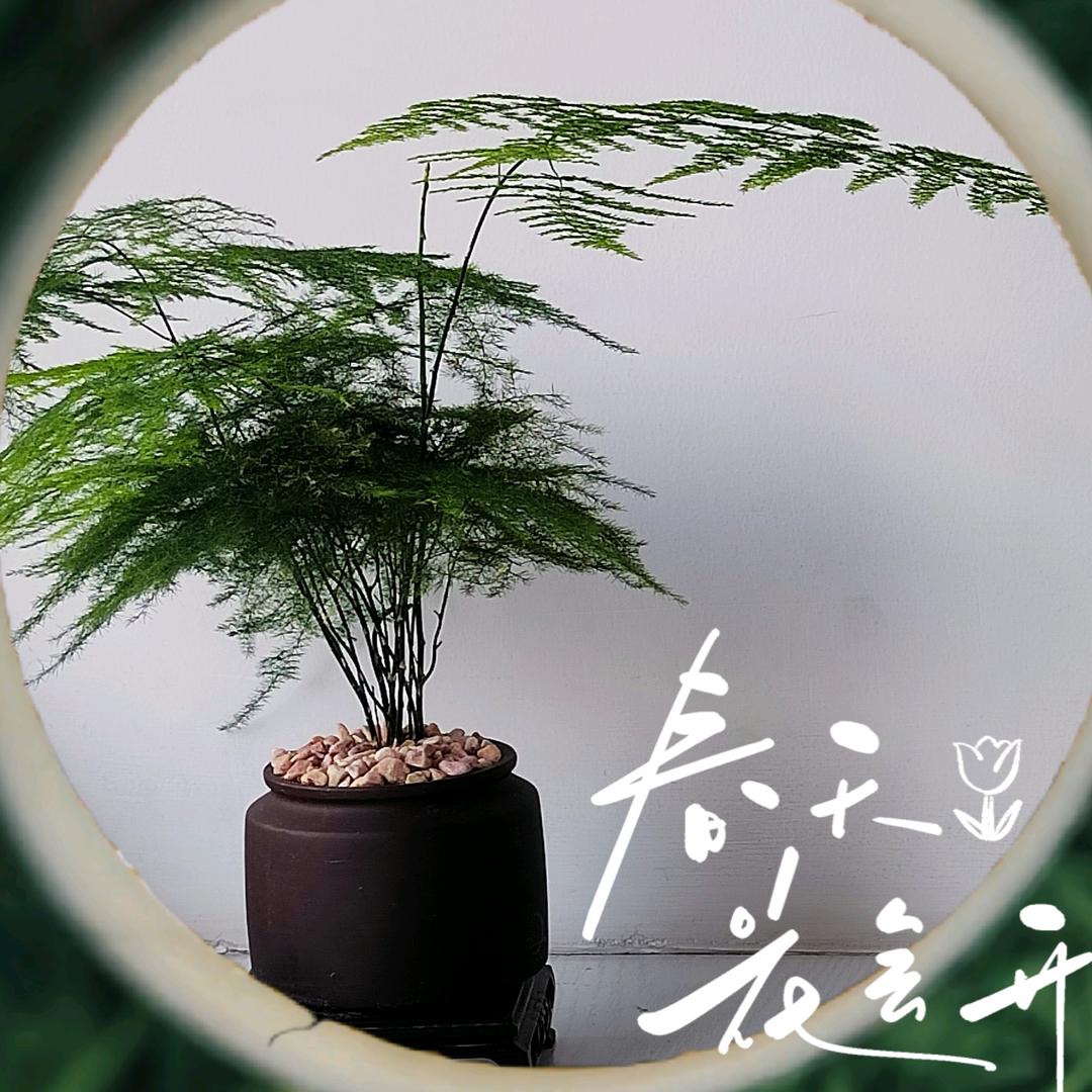深海里那一抹蓝