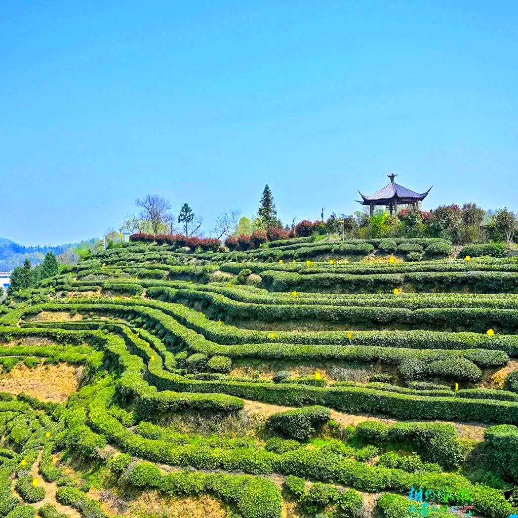 【久🌱品🌱茶】耳東