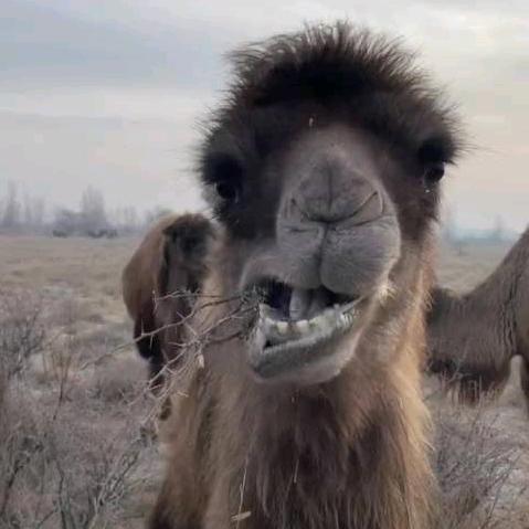 压死骆驼🐫的最后一吨稻草˶⍤⃝˶꒳