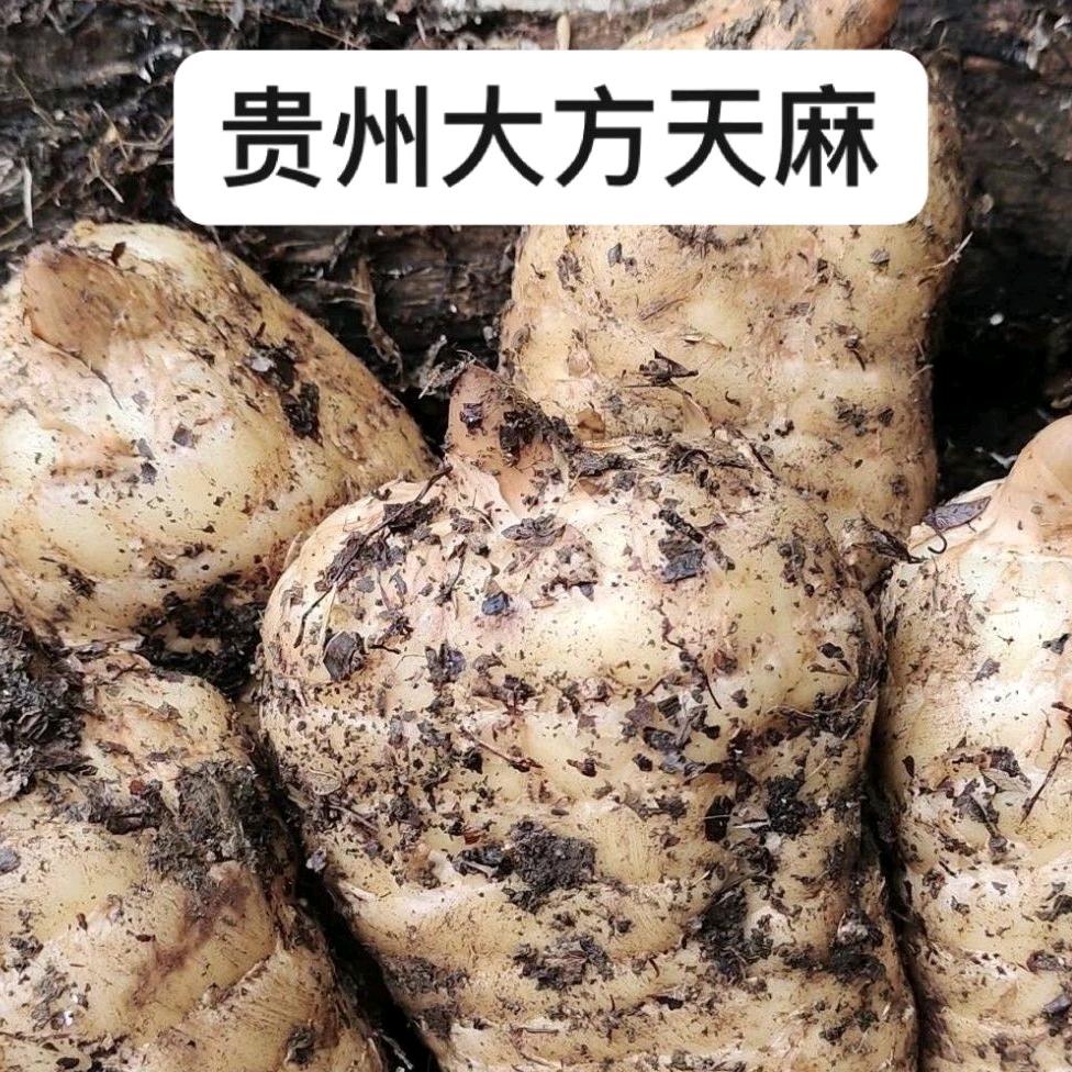 大方常青藤店