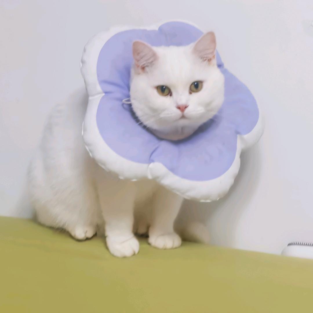 恒快哒橙子宠物店