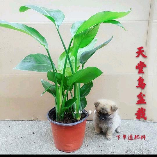 竹子