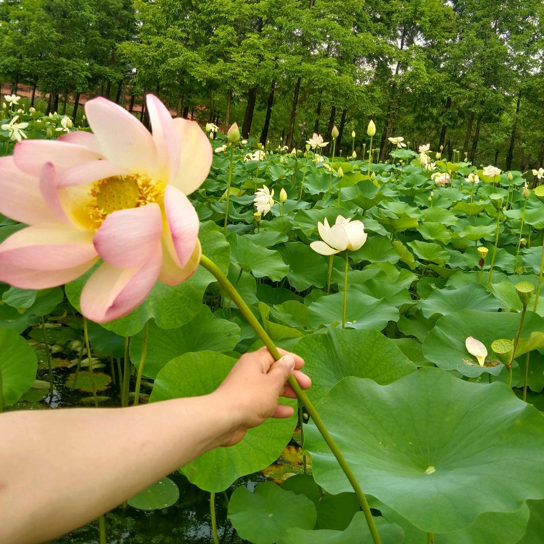 好马不吃回头草