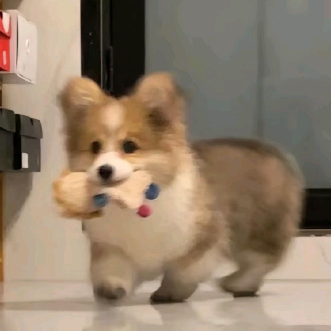 炸元宵🧀