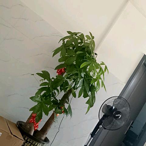 枫叶🔥