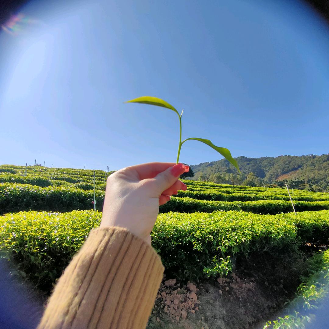 love✨惠香茶庄🍃