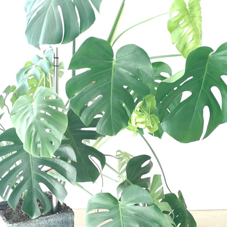 一花一世界