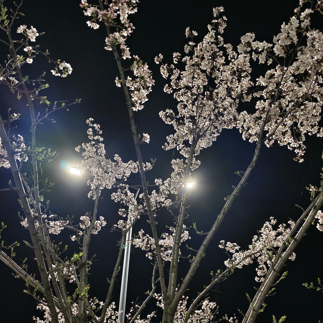 叽叽叽叽叽叽叽喳喳喳喳喳喳喳喳喳喳喳喳喳