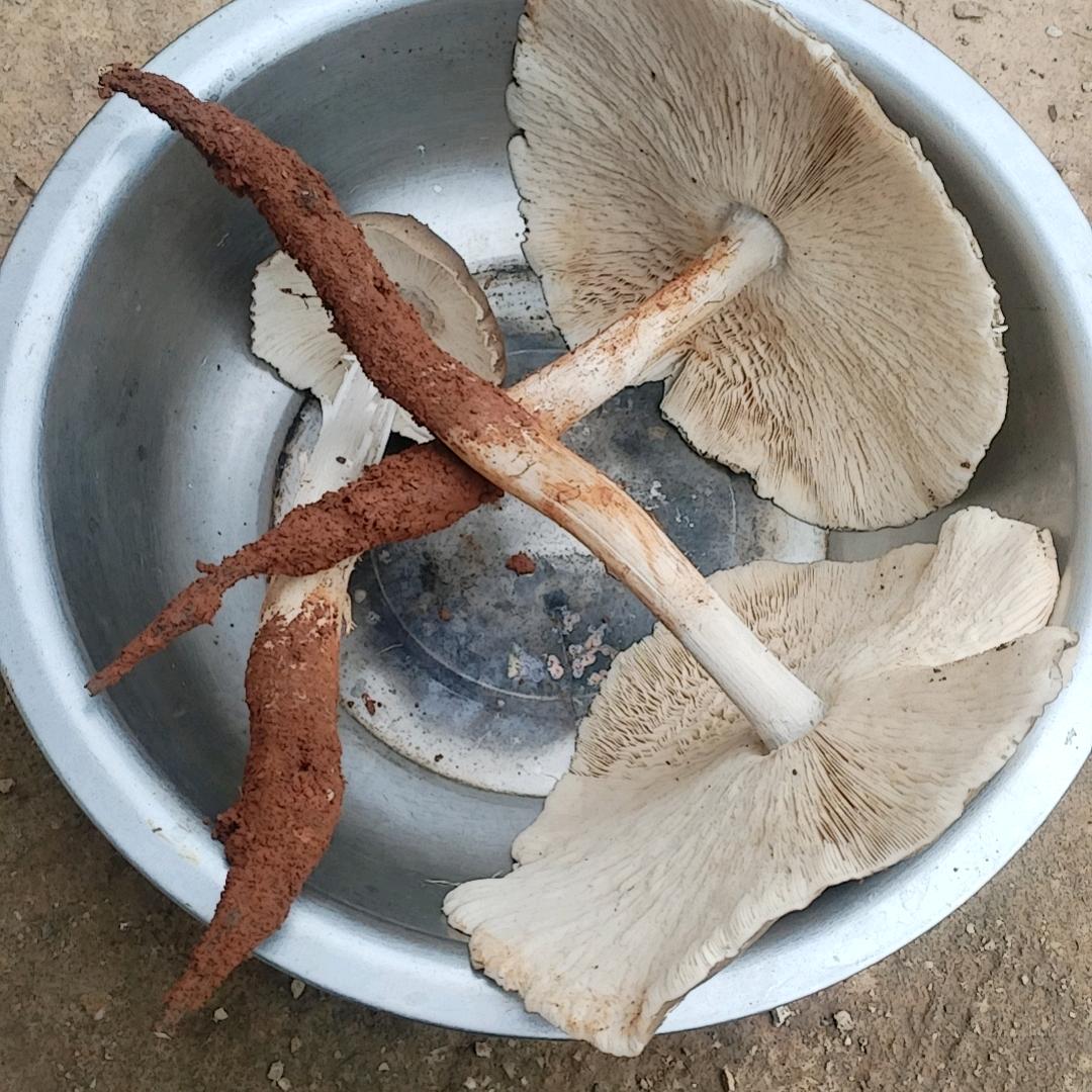 未来我来