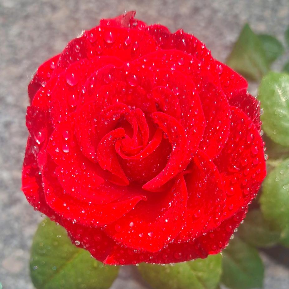 💕心想事陈🌹🌹