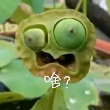 汤圆圆昀头像