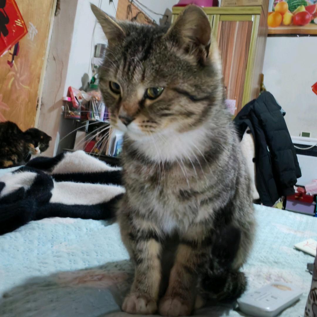 二哥