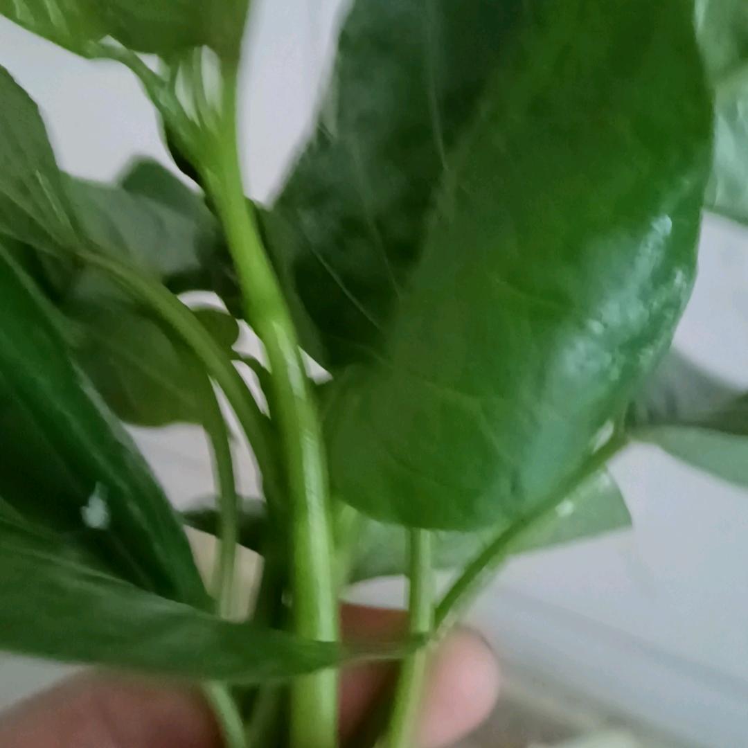 菊。