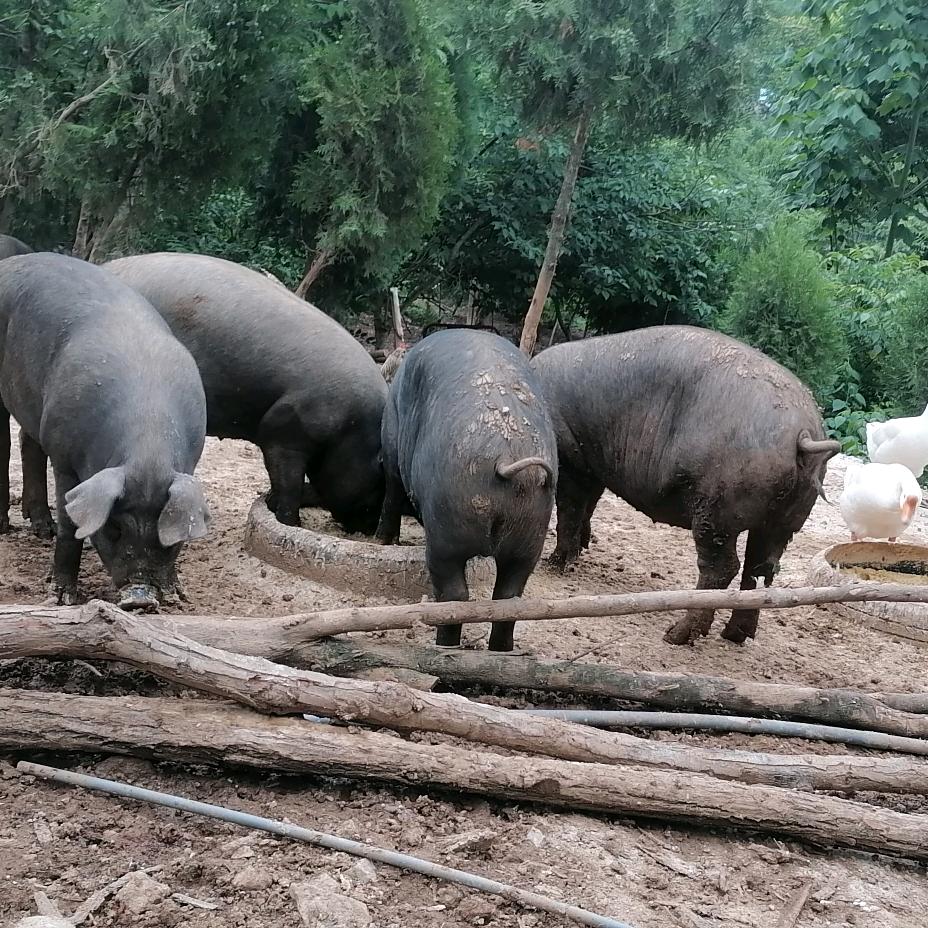 跑山土黑猪散养鸡土蜂蜜