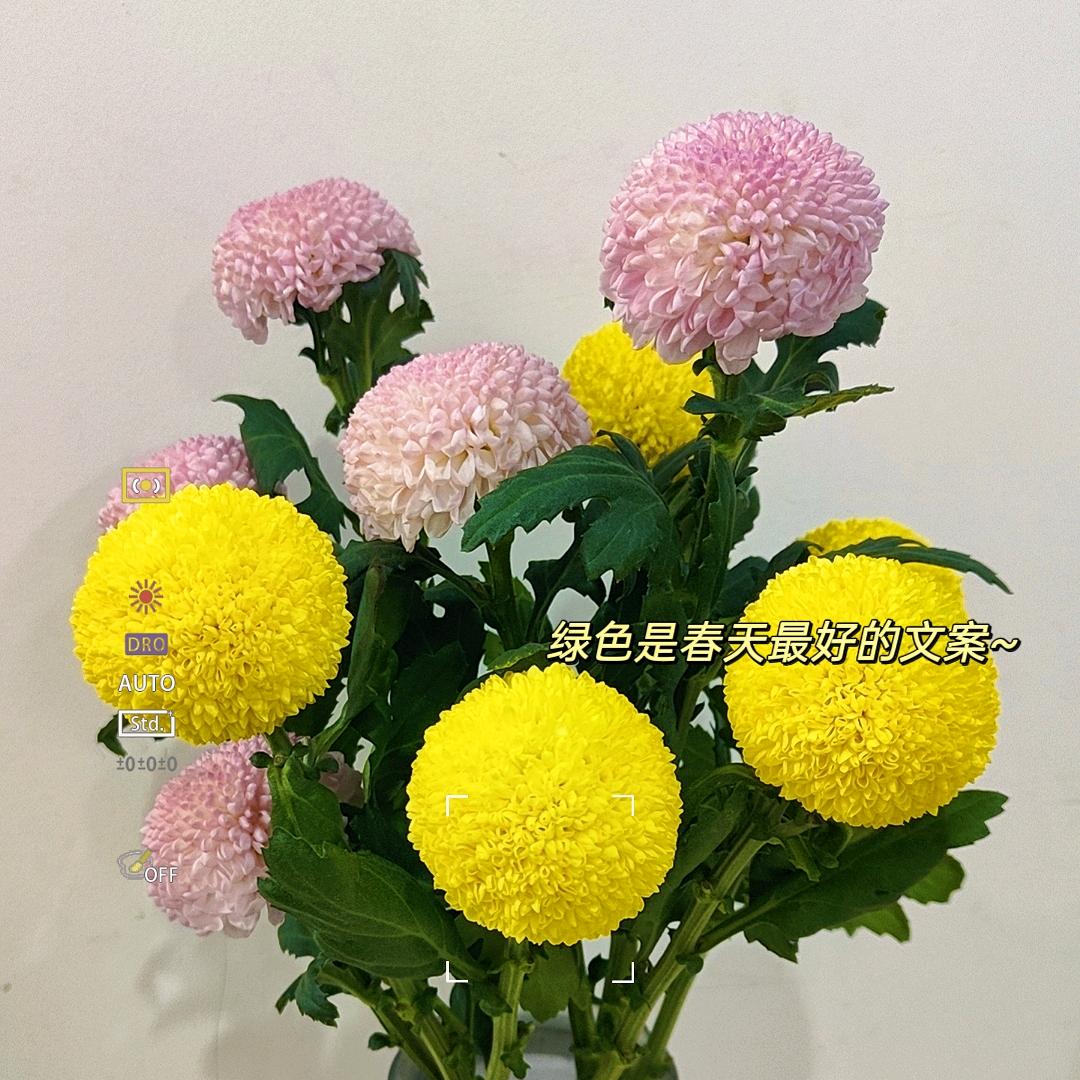 野蛮生长