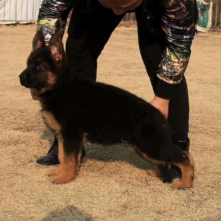 德牧护卫犬繁训