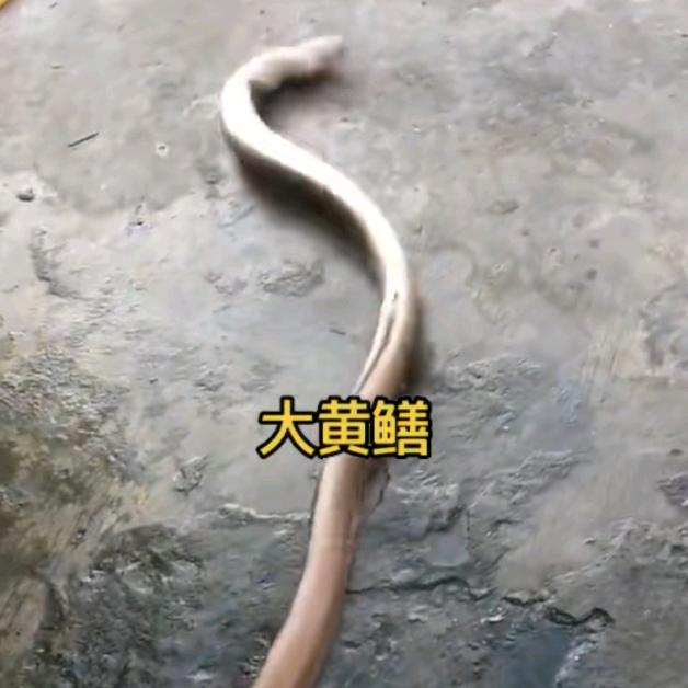 户外小杨