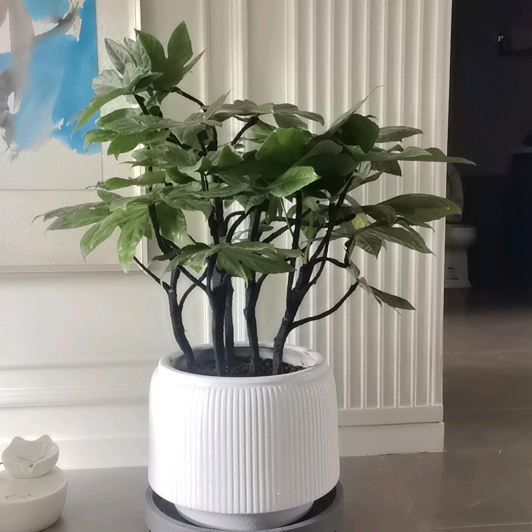 爱吃🍓的旭旭