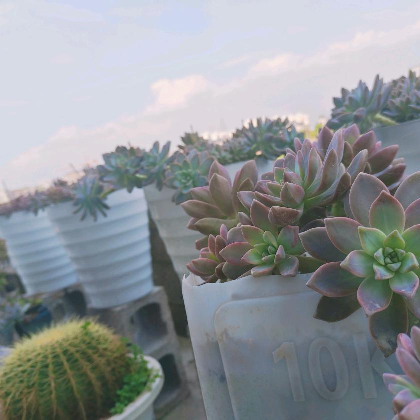 一笑飞扬果果