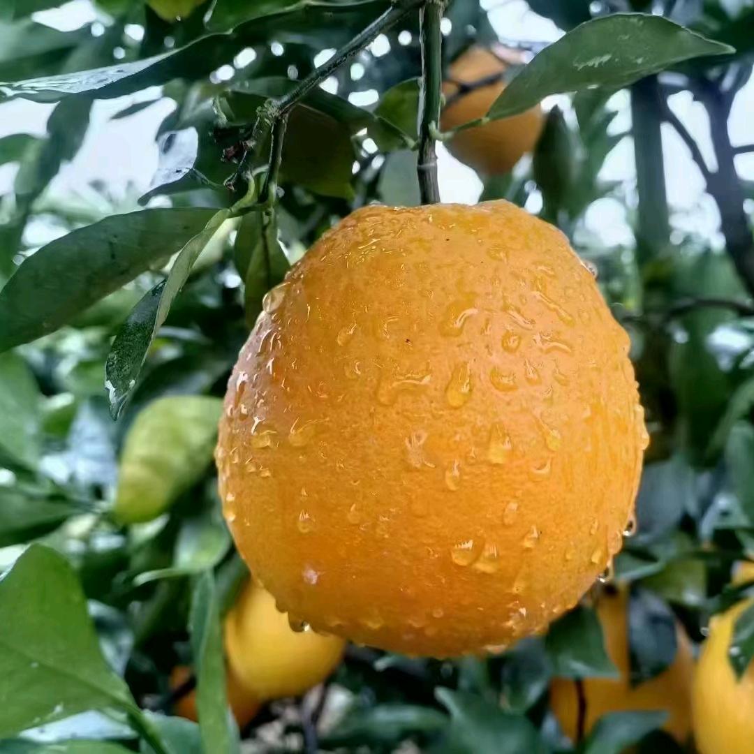 小吴