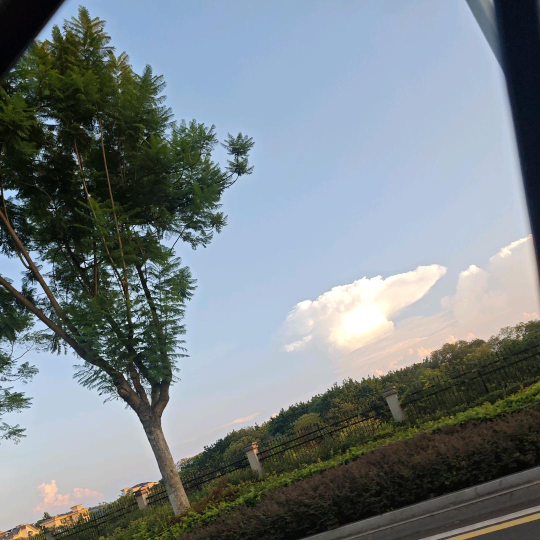 心向阳