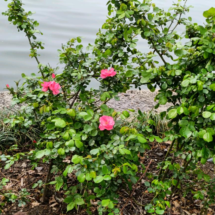 家电清洗，擦玻璃，地毯清洗