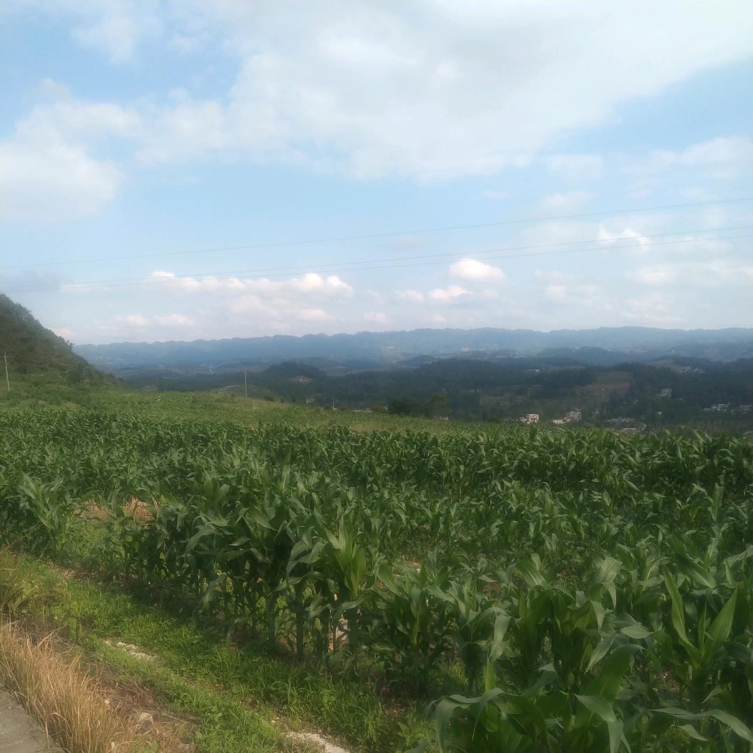 梦想未来