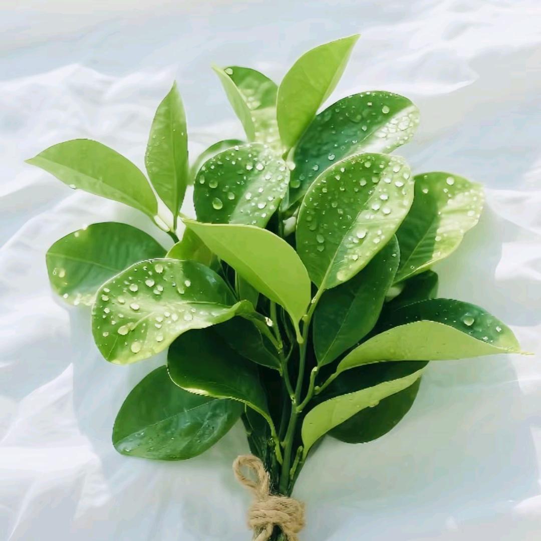 山茶花长在年糕里