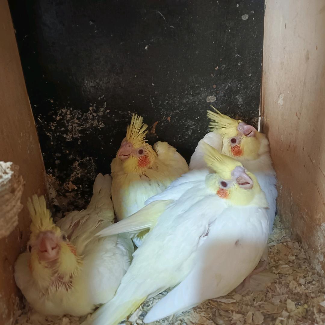 毓芮鹦宠养殖（可快递）