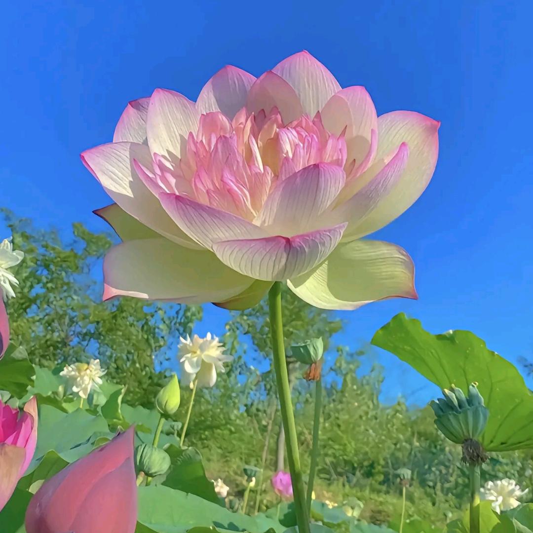 莲