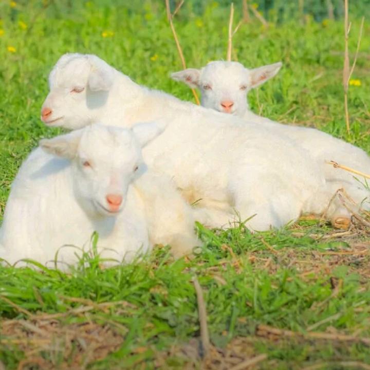 a养殖小技巧分享