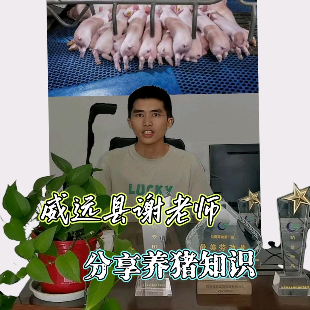 威远县谢老师说养猪