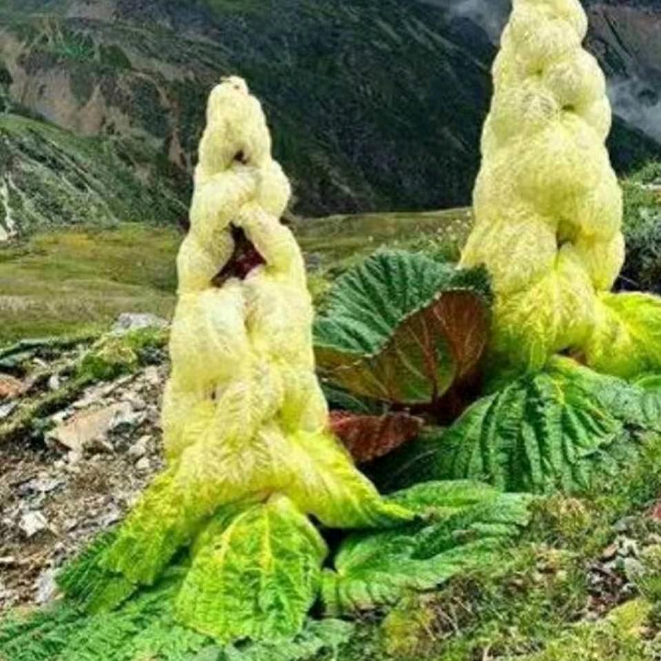 梦中的情人