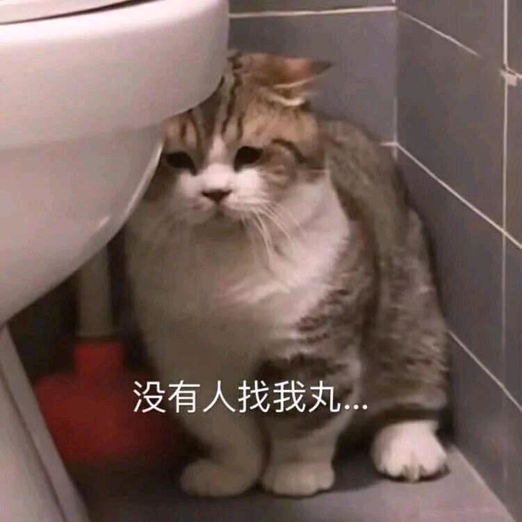 阿猫不是