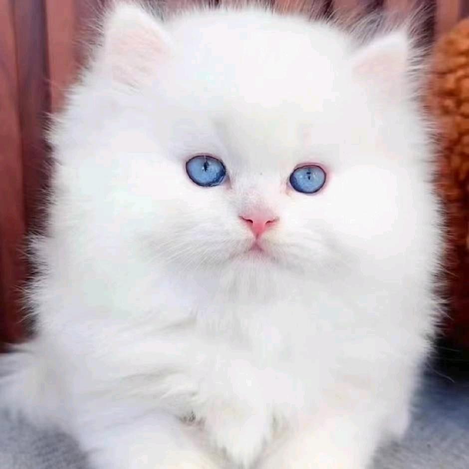 喜欢小猫小狗宠物滴滴