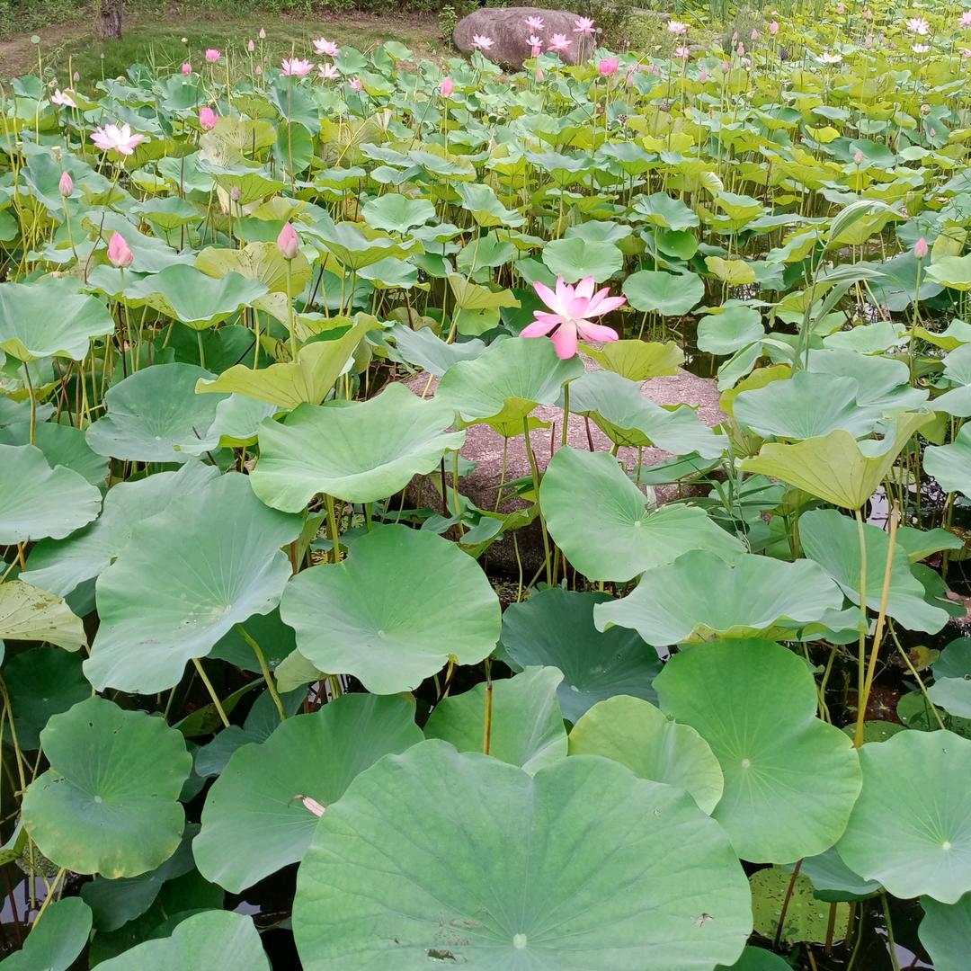 《一花一世界》