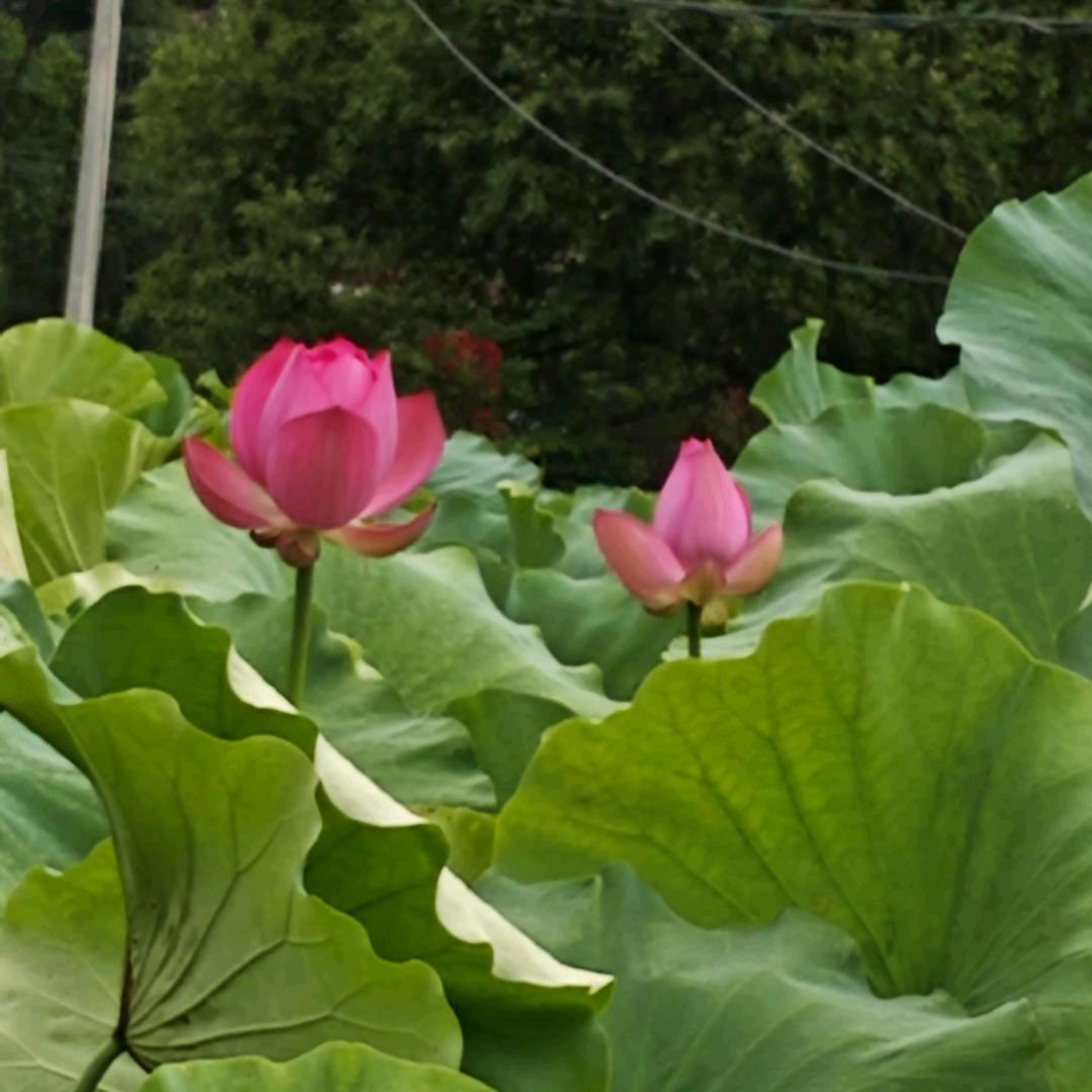 好运林林🍎🍎