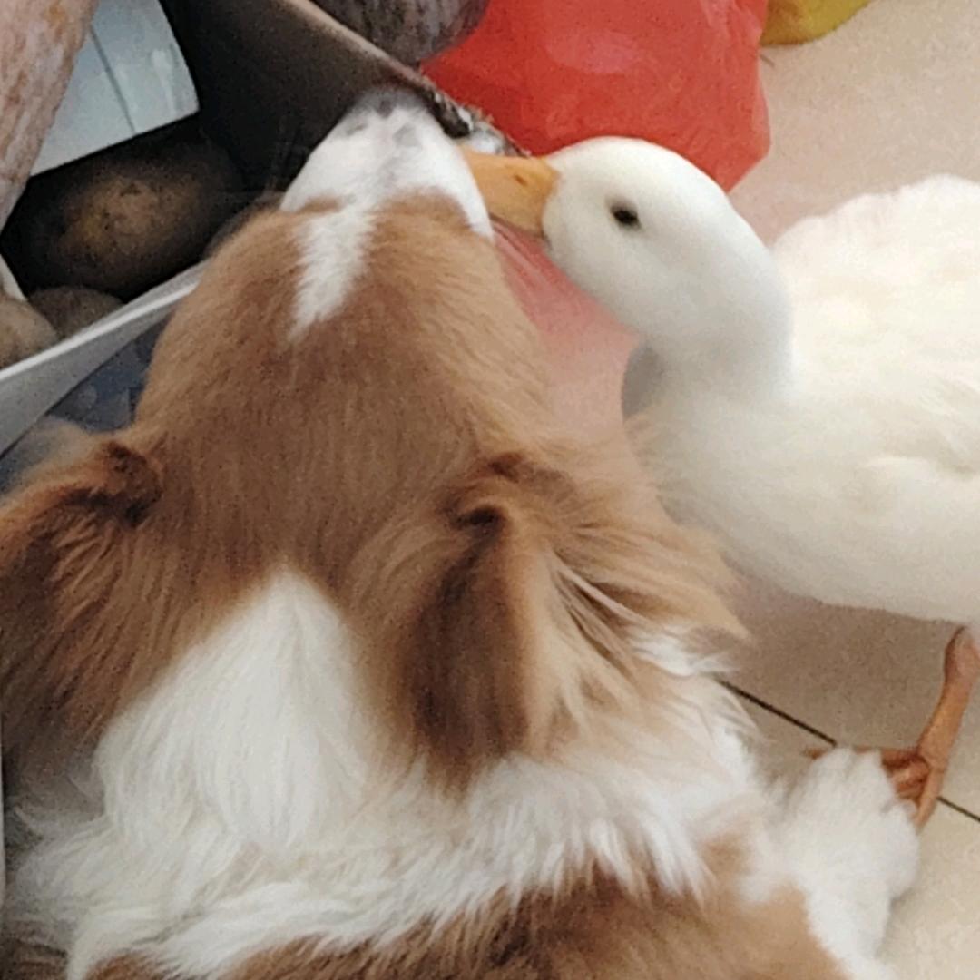 狗月和鸭东风的和谐生活