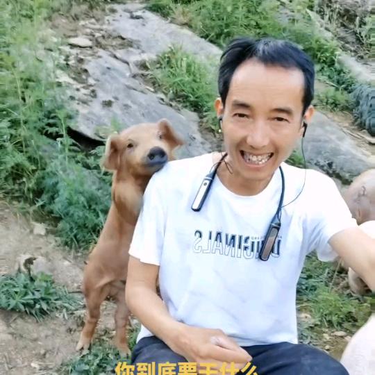 聪哥养猪