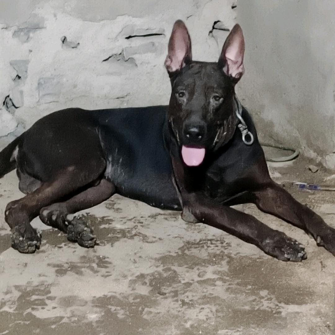 大梁好物犬舍精选