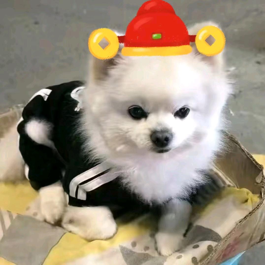 ★♛☆
