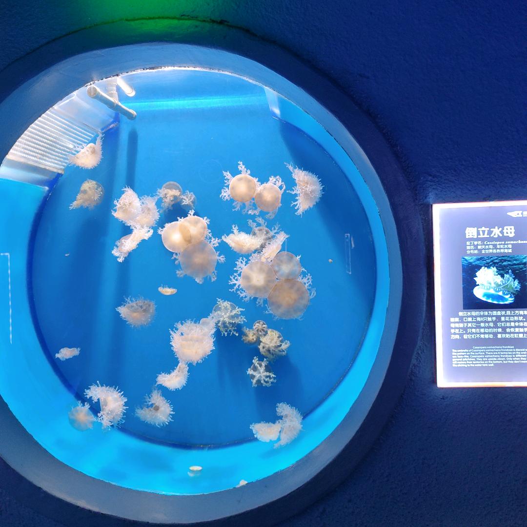 奶茶加糖🍬