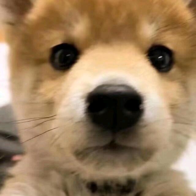 灰蒙蒙的天气，突然下着雪花