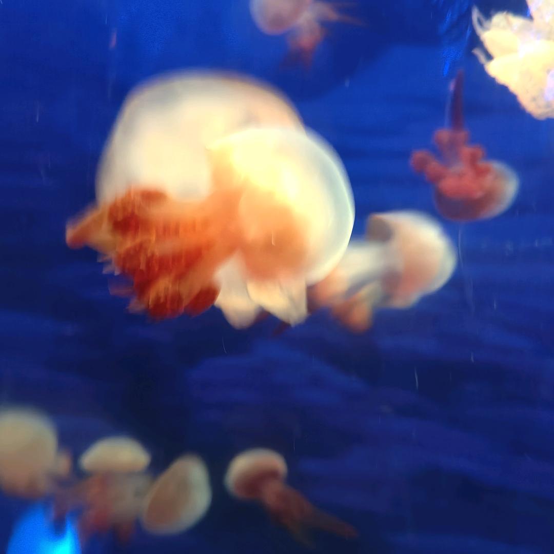 梦动英雄闪闪直播号