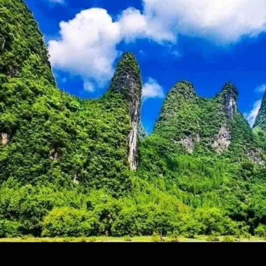 丁香花